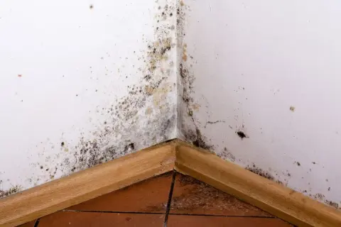 Grzyb na ścianie w rogu pokoju, rozprzestrzeniający się na białej powierzchni. Widoczne plamy pleśni i wilgoci.